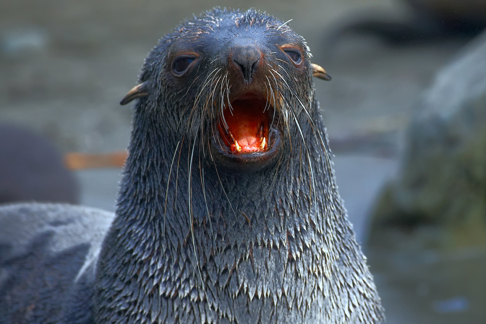 Seebär